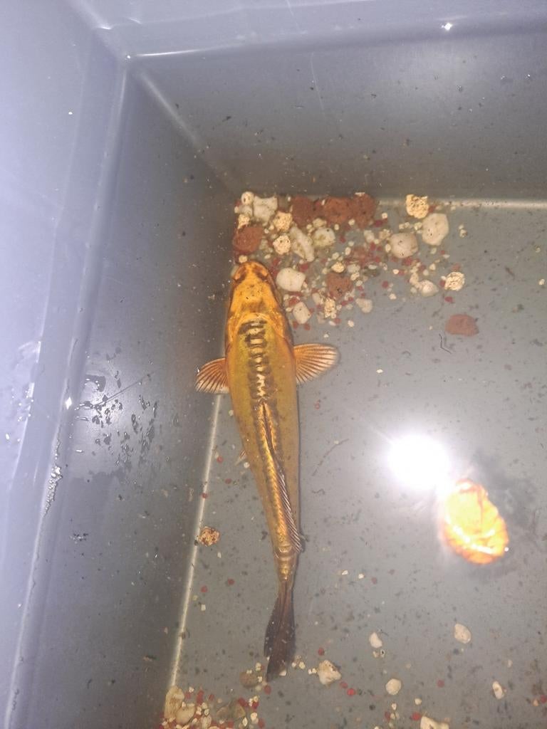 2 koi zoeken nieuwe thuis, Dieren en Toebehoren, Vogels | Kanaries