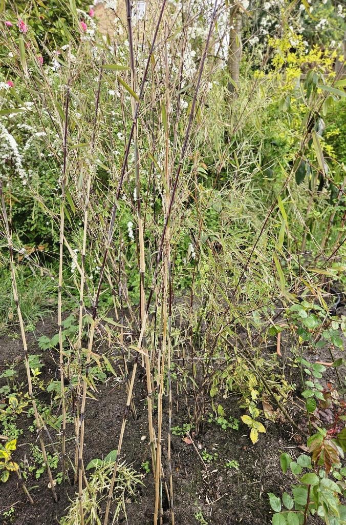 Bamboe rode soort, niet woekerend, Tuin en Terras, Planten | Tuinplanten, Ophalen