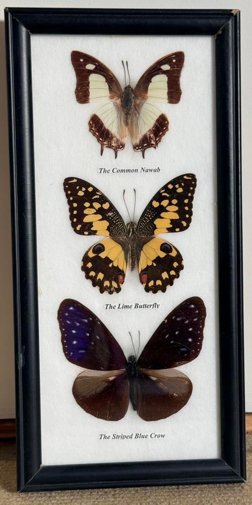 Taxidermie papillon, Enlèvement, Utilisé, Insecte, Animal empaillé