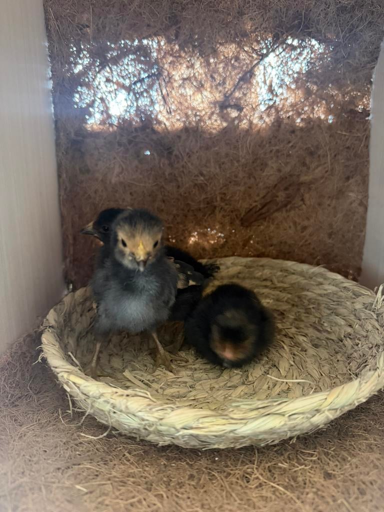 Kuikens en broedeieren, Dieren en Toebehoren, Meerdere dieren, Kip