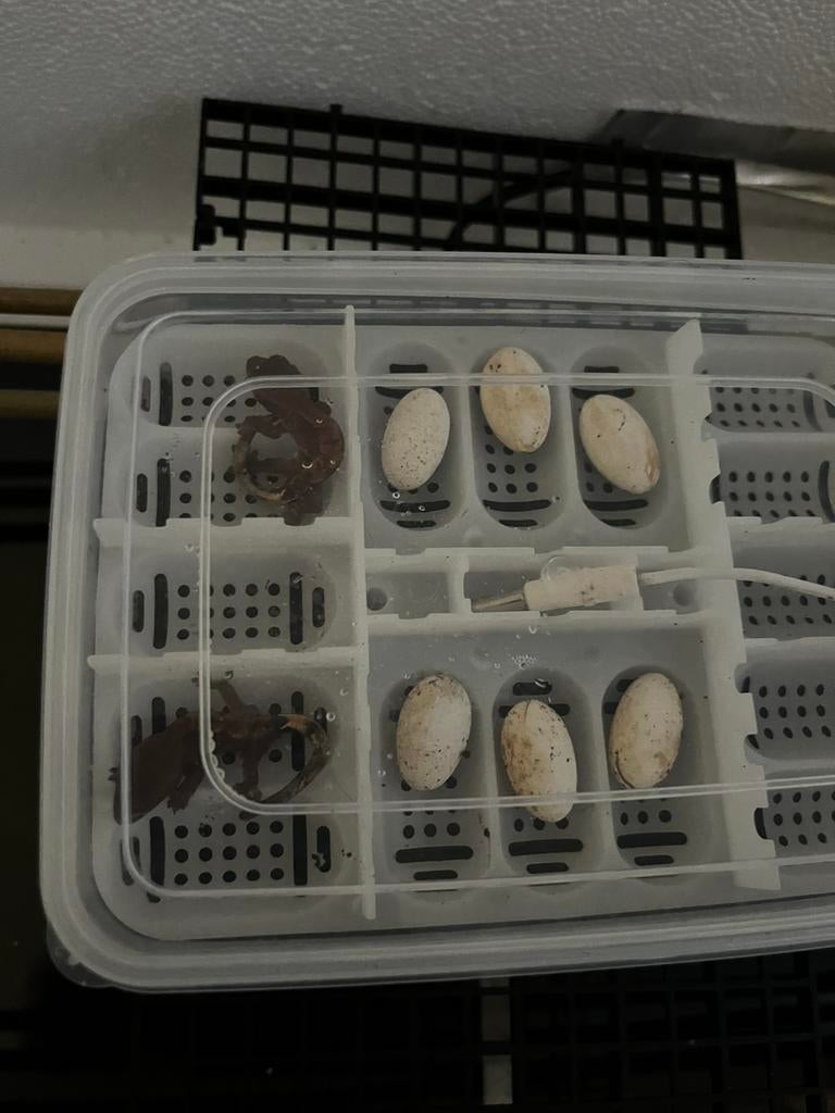 Bebe geckos a crete 15 jours, Animaux & Accessoires, Enlèvement, Comme neuf