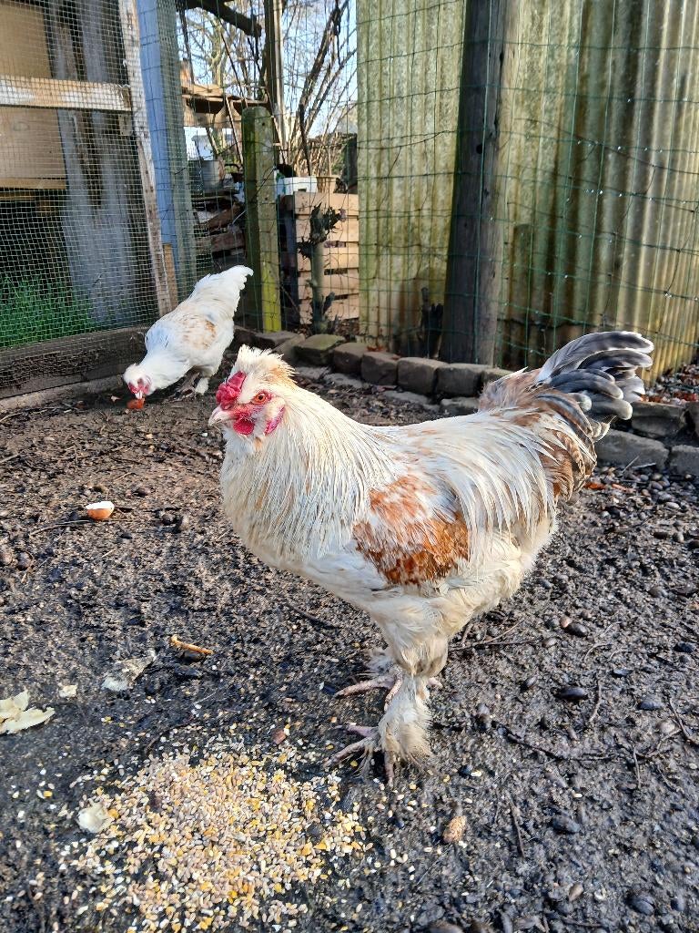 Gratis Jonge hanen, September, Mannelijk