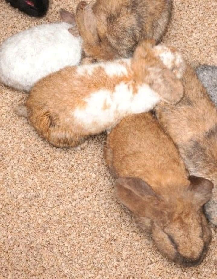 Konijntjes, Dieren en Toebehoren, Knaagdieren, Augustus, Vrouwelijk, Overige typen