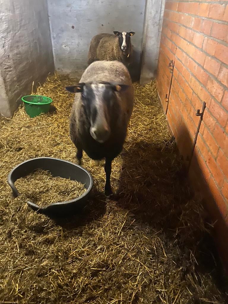 Schapen, Dieren en Toebehoren, Schapen, Geiten en Varkens