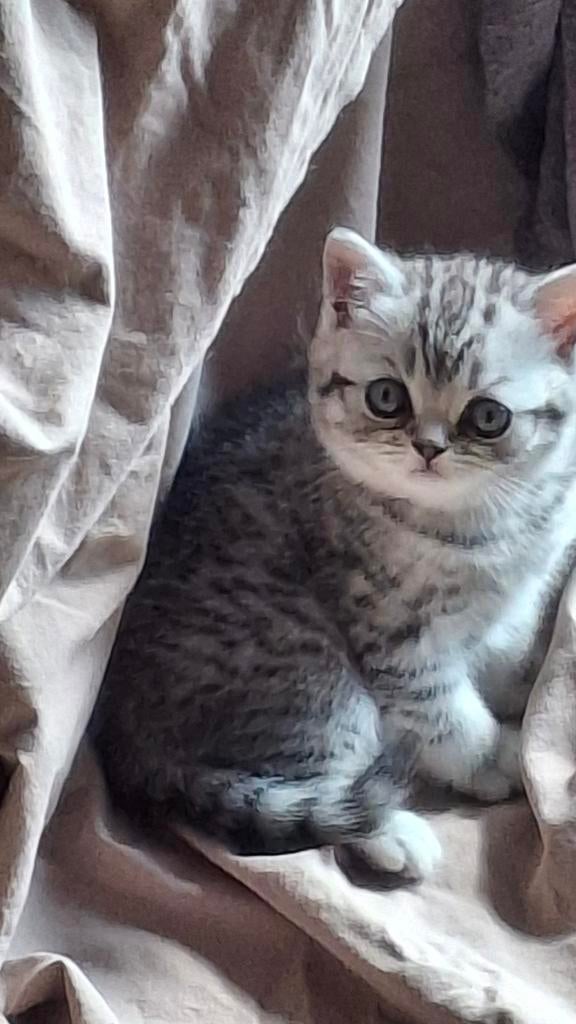 Silver Trippel Tabby kitten Britse korthaar, Dieren en Toebehoren, Katten en Kittens | Raskatten | Korthaar