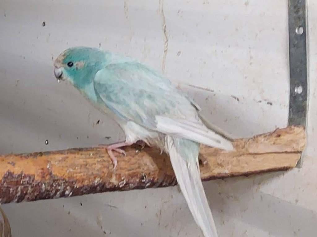 Jong koppel blauw( misty) gezoomd kakariki, Perruche, Bagué