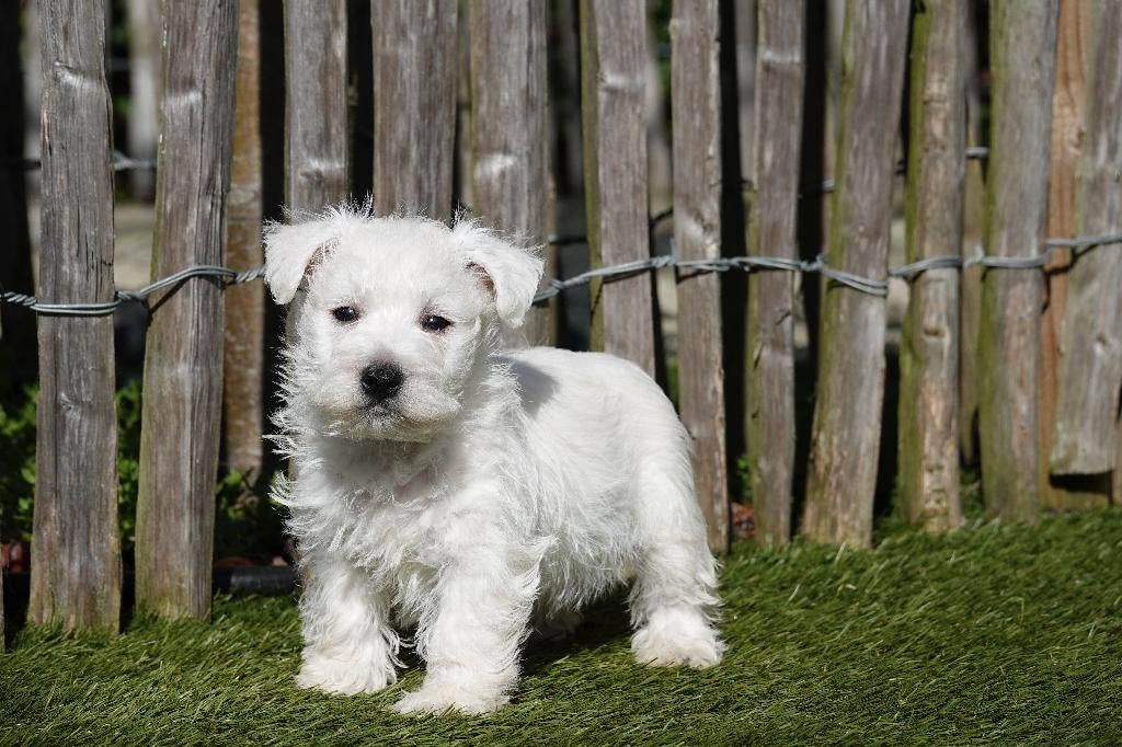 Prachtige West Highland White Terriër (Westie) met stamboom, Parvo, België, Overige rassen, 8 tot 15 weken