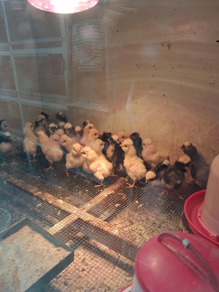 Broedeieren Padua, Dieren en Toebehoren, Pluimvee