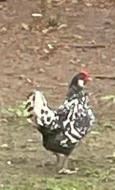 Ik zoek deze kip tekoop, Dieren en Toebehoren, Kip