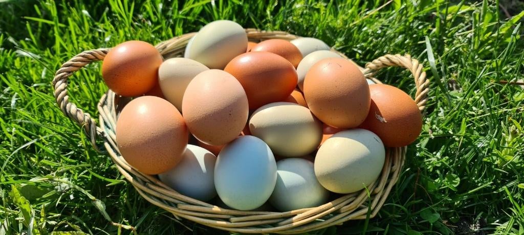 Verse tuineieren, Diversen, Levensmiddelen, Ophalen