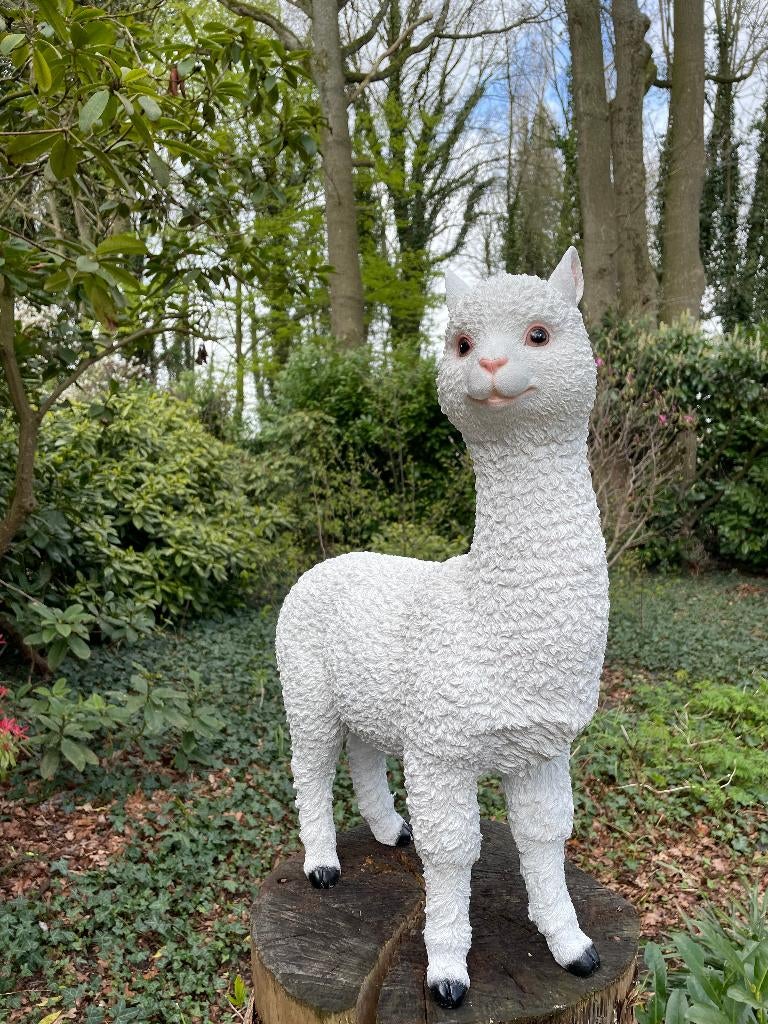 Alpaca, lama, wit, tuin, gazon, manege, boerderij 55cm, Tuin en Terras, Ophalen, Nieuw, Kunststof, Dierenbeeld
