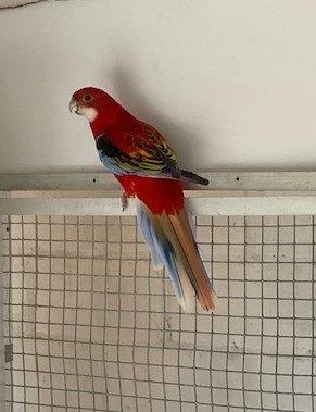 Opaline rosella man split gold en ino, Dieren en Toebehoren, Vogels | Parkieten en Papegaaien, Mannelijk, Parkiet, Geringd