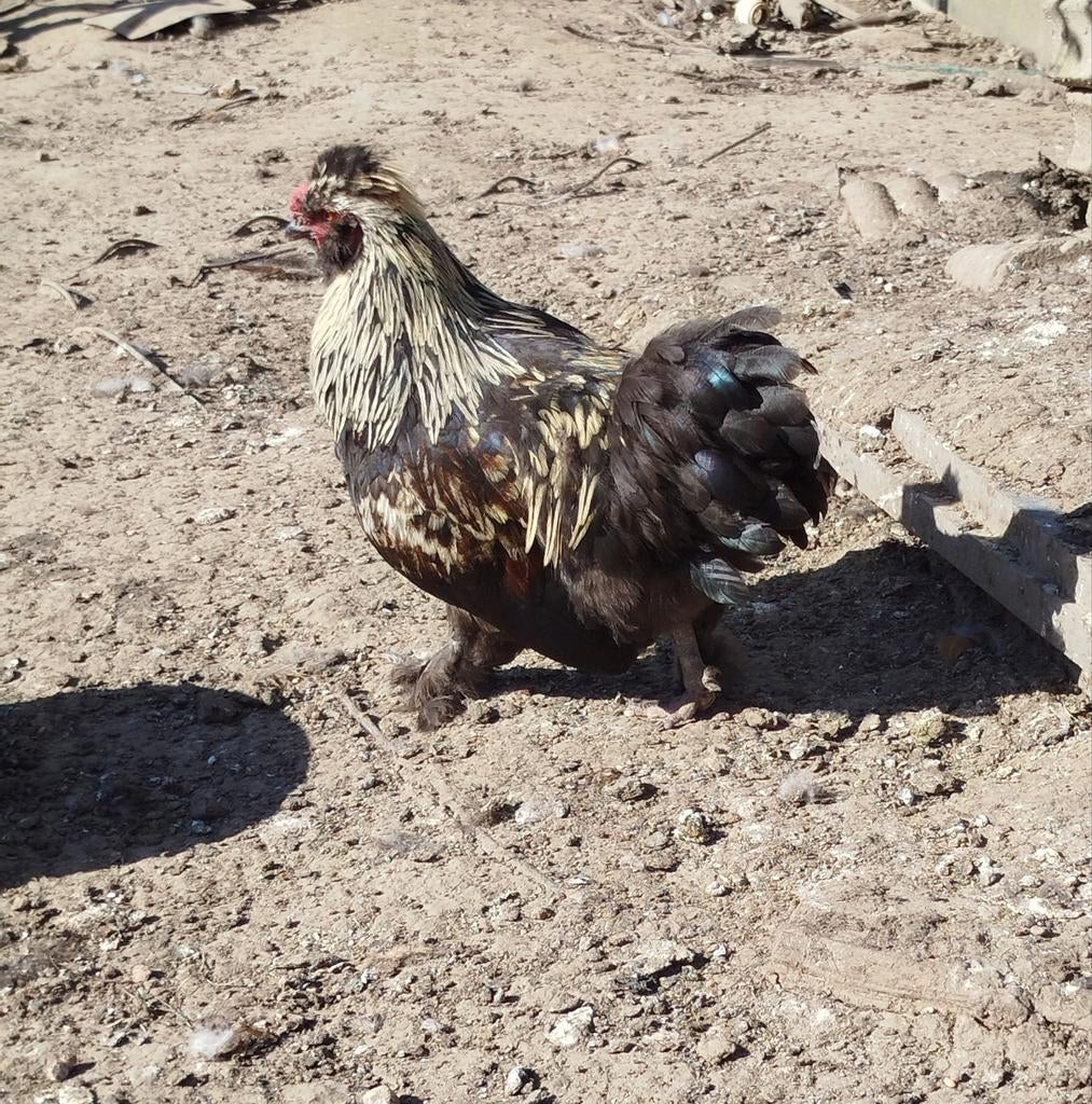 Jonge kruising haan, Dieren en Toebehoren, Mannelijk, Kip