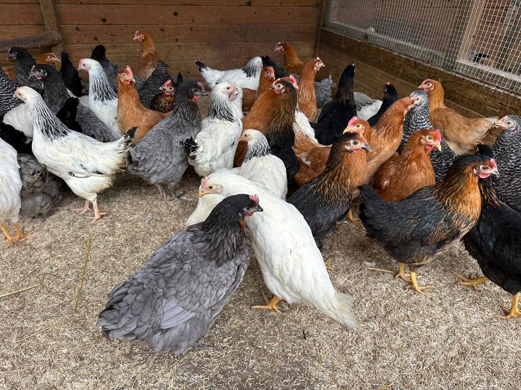 Legkippen verschillende kleuren, Femelle, Poule ou poulet