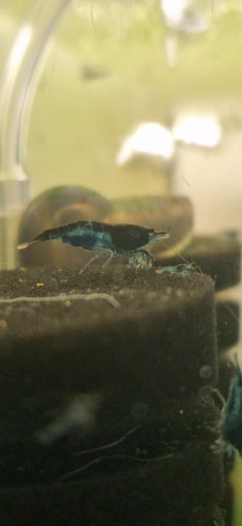 Blue Dream garnaal (Neocaridina), Homard, Crabe ou Crevette, Poisson d'eau douce, Banc de poissons