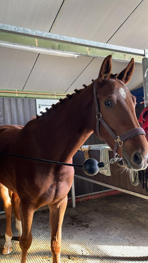 3 jaarse merrie te koop, Dieren en Toebehoren, Paarden, Merrie, Zadelmak, 165 tot 170 cm, 3 tot 6 jaar, Springpaard, Met stamboom