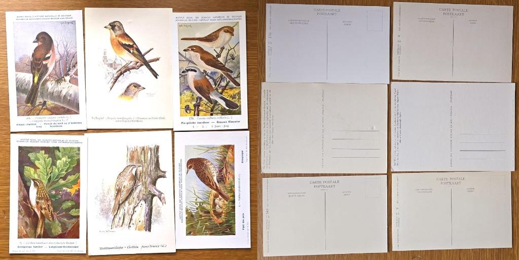 6 SUPERBES CARTES OISEAUX, Collections, Envoi, Oiseaux