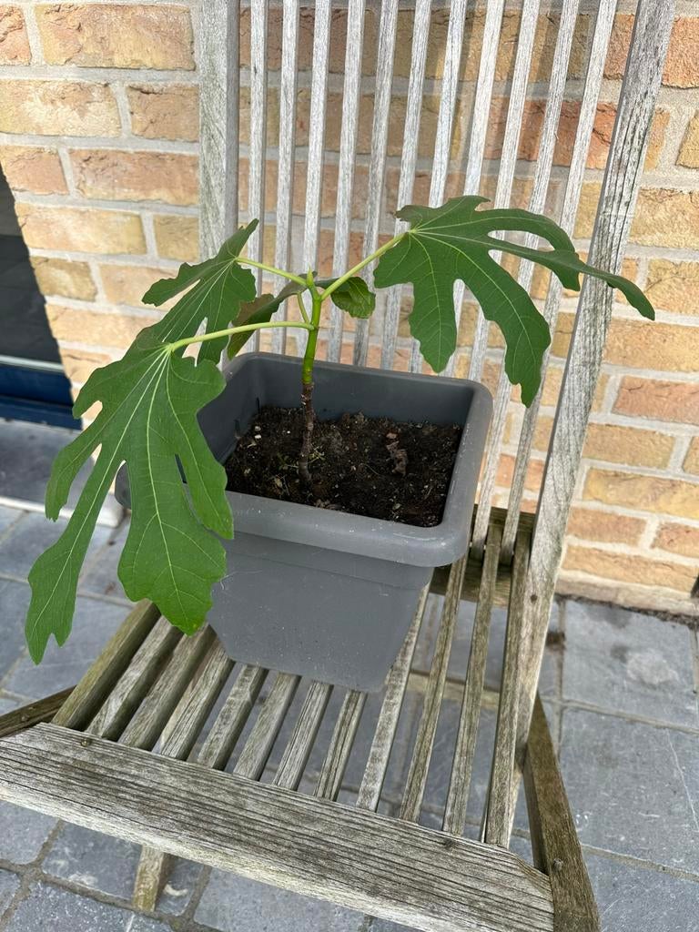 Vijgenboompje, Ophalen