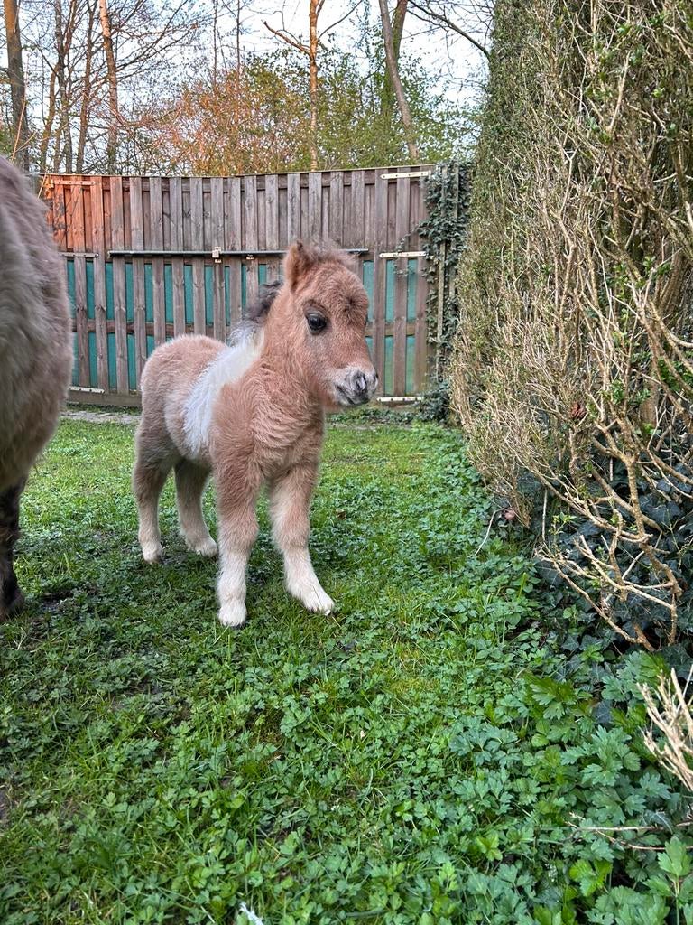 Shetland veulentje, Dieren en Toebehoren, Pony's, Hengst