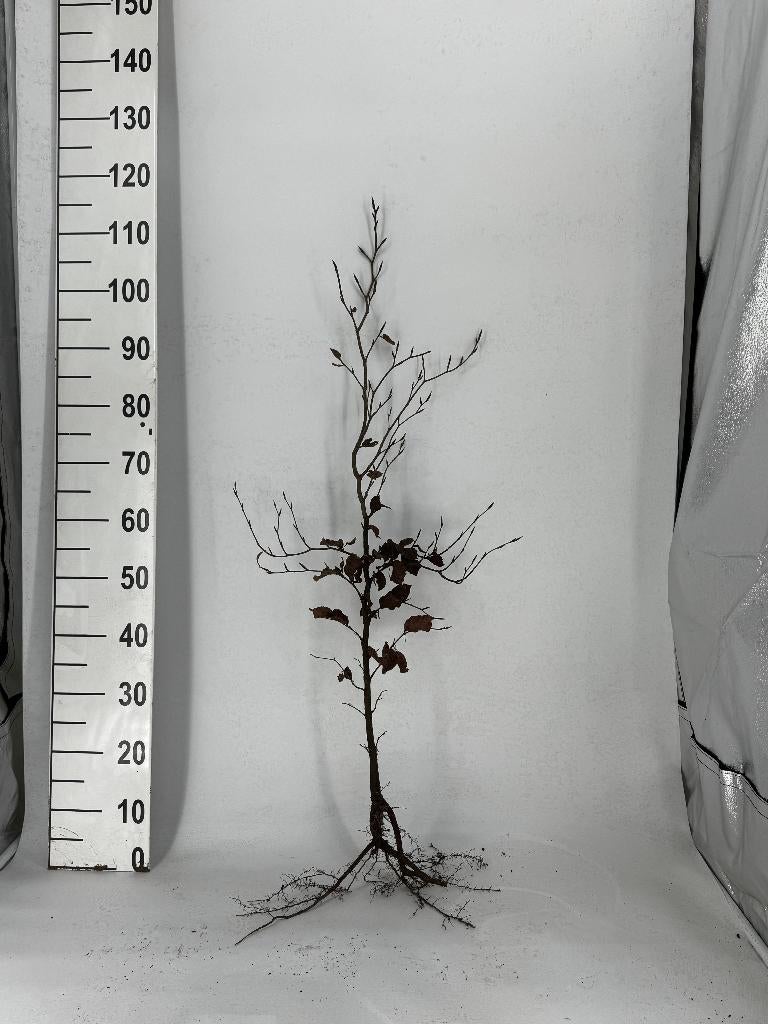 Haagplant Fagus Sylvatica Groene beukenhaag - Nu 50% korting, Tuin en Terras, Planten | Struiken en Hagen, Ophalen, Beukenhaag