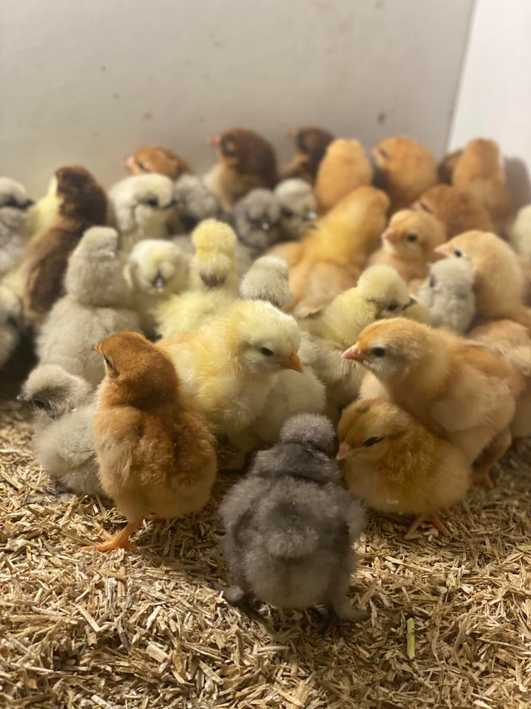 Leghen en usa zijdehoenderkriel eendagskuikens, Dieren en Toebehoren, Pluimvee