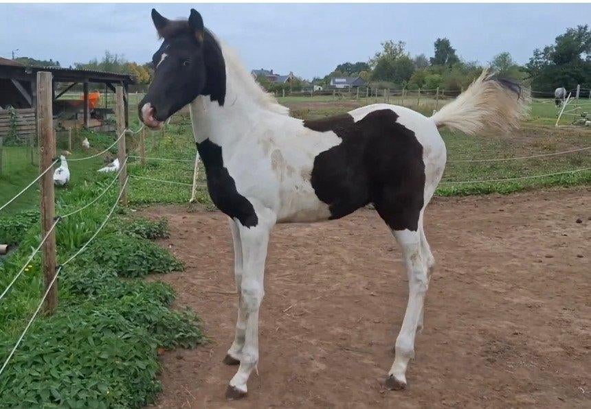 Zwart bonte jaarling hengst Daily magic de rock z, Dieren en Toebehoren, Paarden, Springpaard, Minder dan 160 cm, Met stamboom