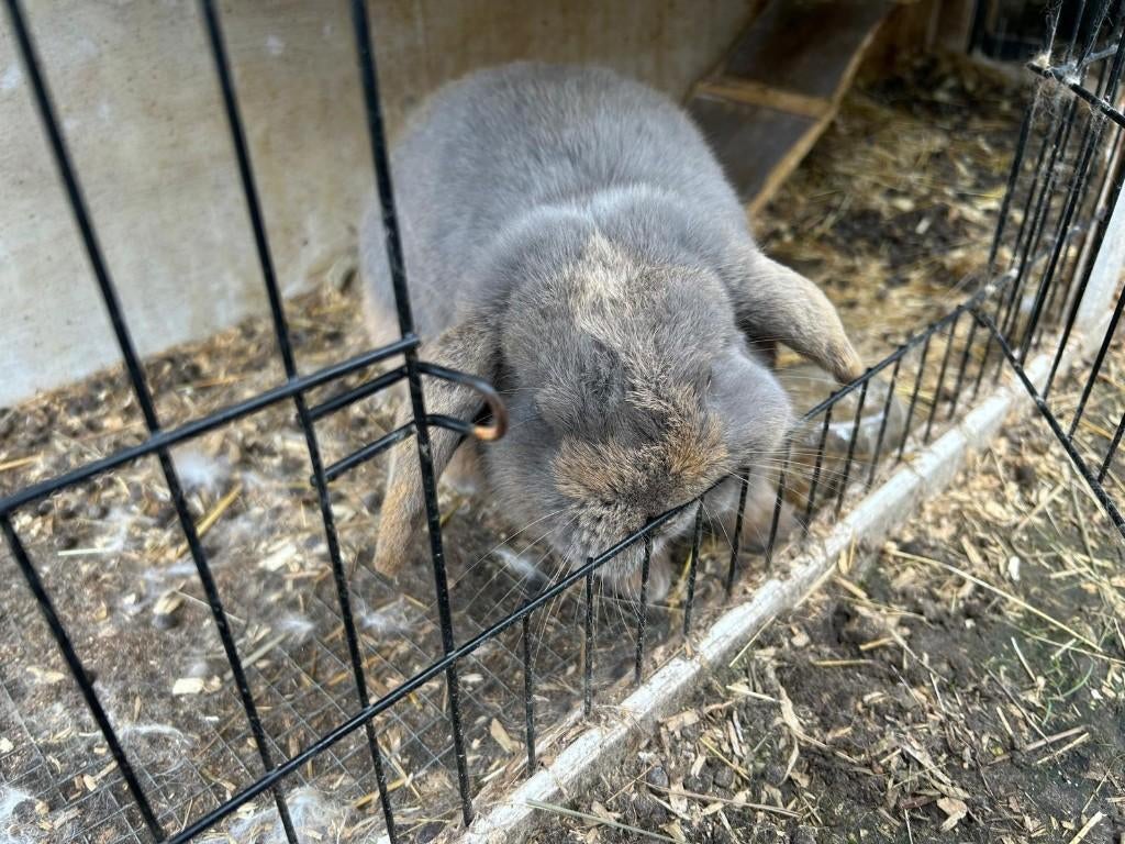 minilop rammelaar te koop, Dieren en Toebehoren, Konijnen, Mannelijk, Dwerg, Hangoor, 0 tot 2 jaar