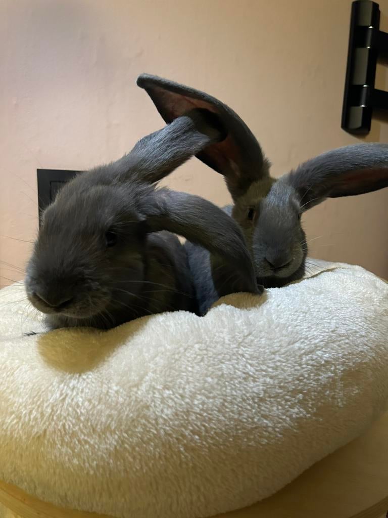 Vlaamse / duitse reus te koop, Animaux & Accessoires, Lapins, Grand, Mâle