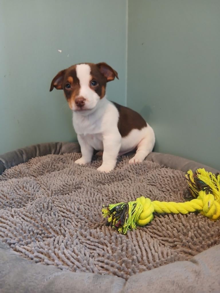 Jack Russel pupjes zoeken warme thuis, Petit, Plusieurs, Hépatite contagieuse (maladie de Rubarth), Belgique