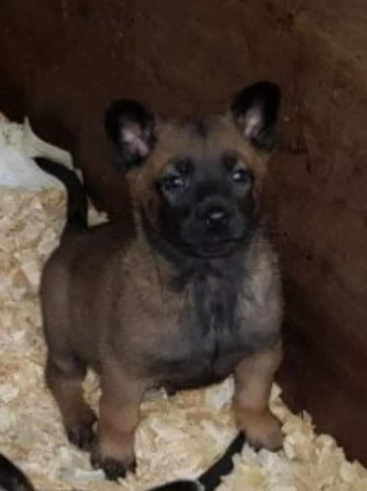 Chiots FCI de la gamme Malines, 8 à 15 semaines, Plusieurs, Éleveur | Loisir, Hépatite contagieuse (maladie de Rubarth)