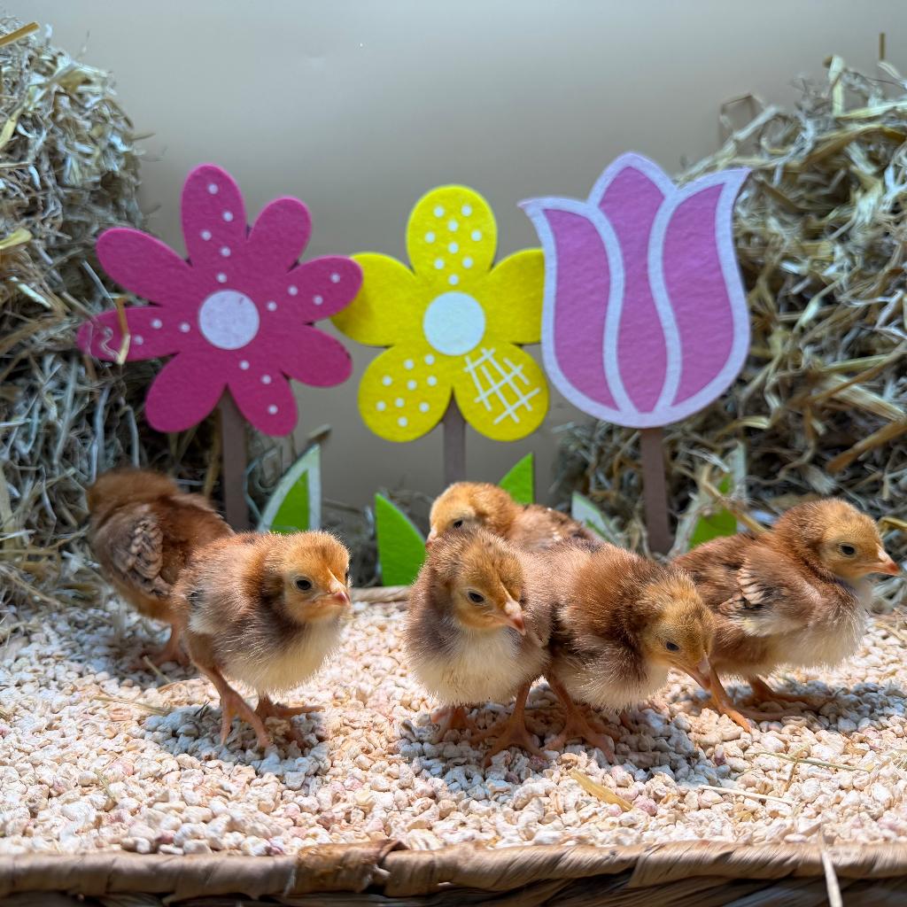 Tamme Rhode Island Red kriel kuikens gesekst & ingeënt, Dieren en Toebehoren, Vrouwelijk, Kip