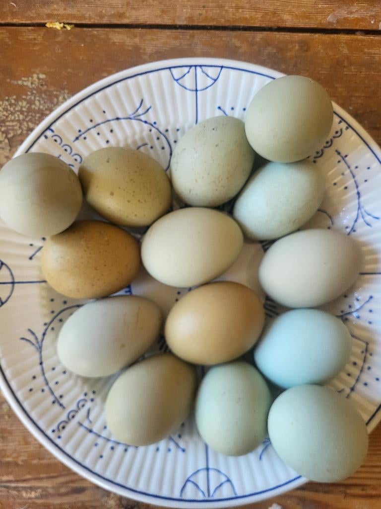 Broedeieren groenleggers