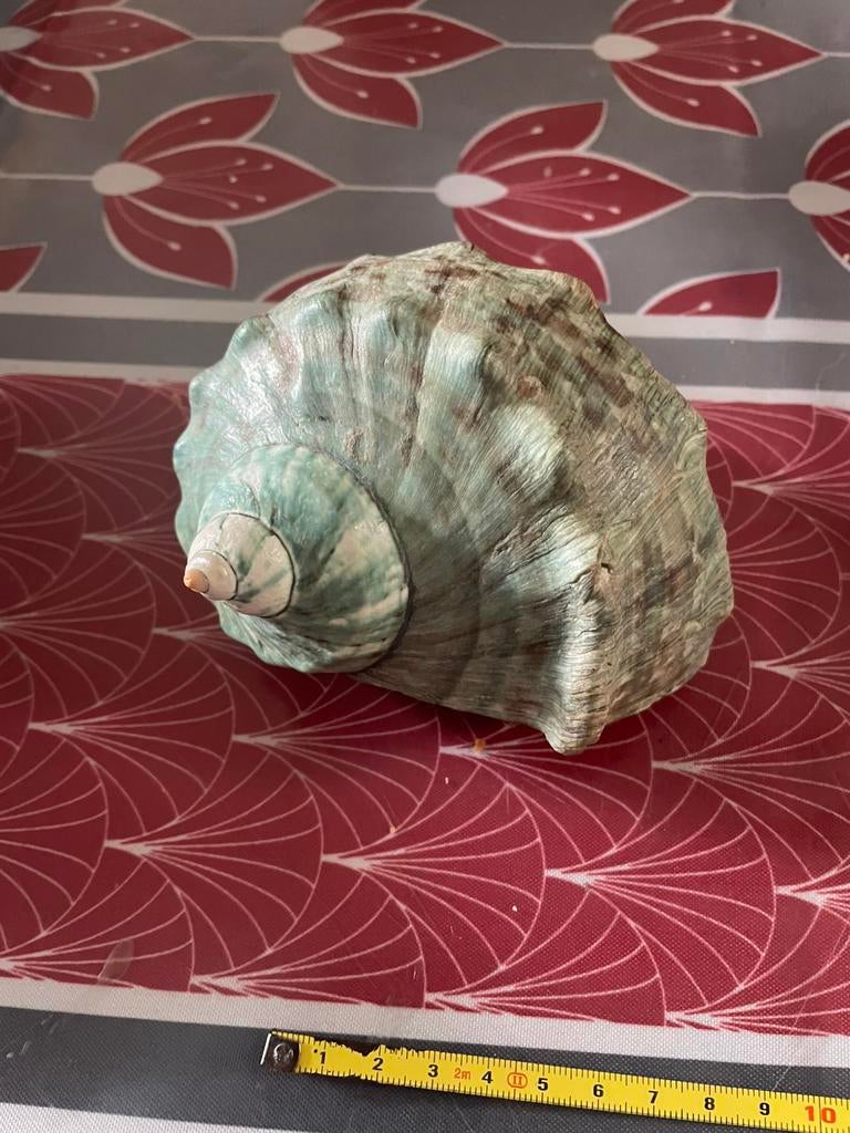 Schelpen, Ophalen of Verzenden, Schelp(en)