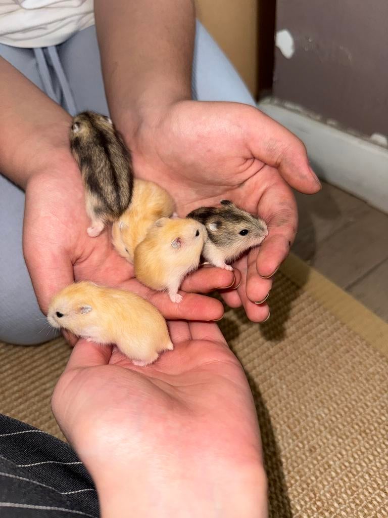 Russische dwerghamsters, Dieren en Toebehoren, Hamster, Maart, Meerdere dieren, Tam