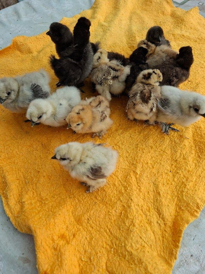 poulet des États-Unis Silkfowl, Animaux & Accessoires, Sexe inconnu, Poule ou poulet