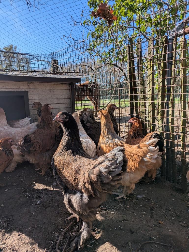 Brahma hennen, Dieren en Toebehoren, Pluimvee