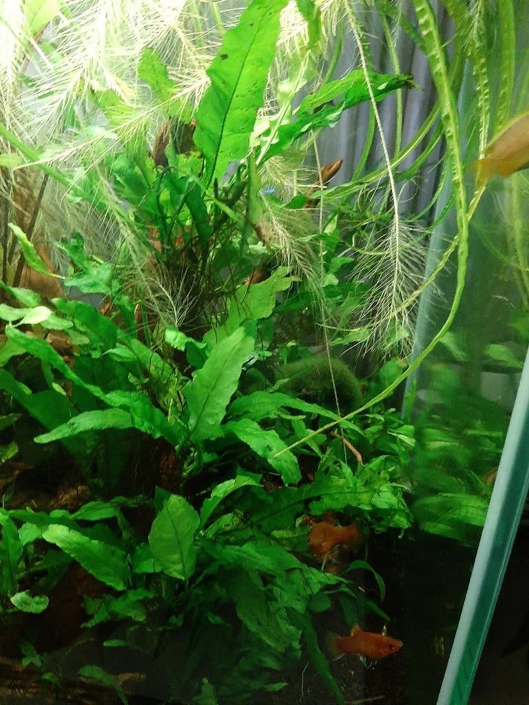 Javavaren, Dieren en Toebehoren, Ophalen, Nieuw, Plant(en), Steen of Hout