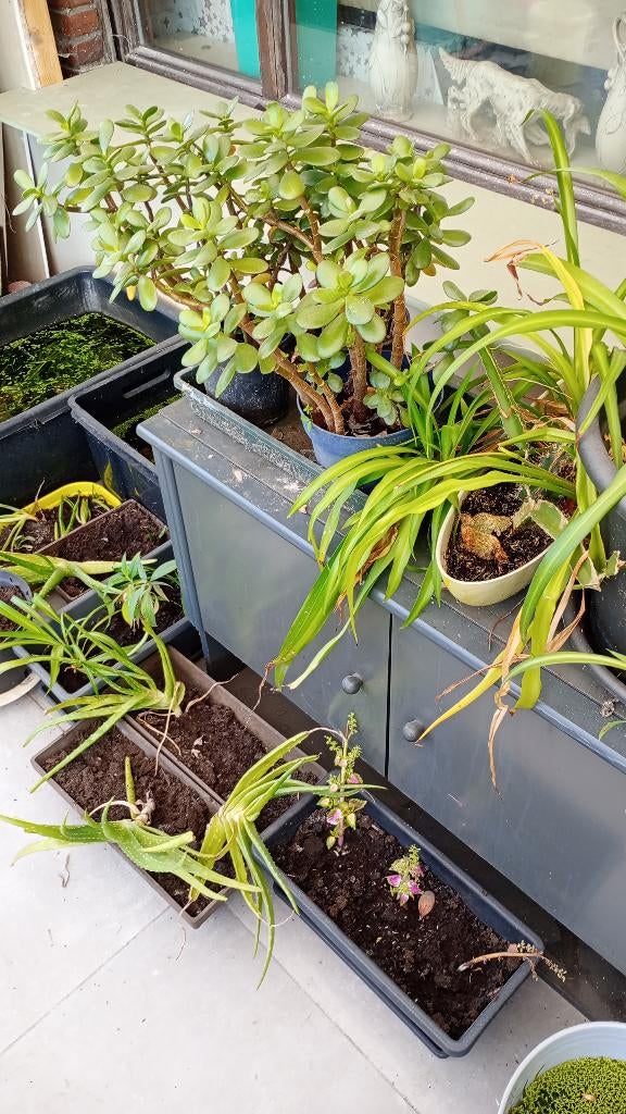 graslelie, crassula te koop, Huis en Inrichting, Vetplant, In pot, Minder dan 100 cm, Groene kamerplant