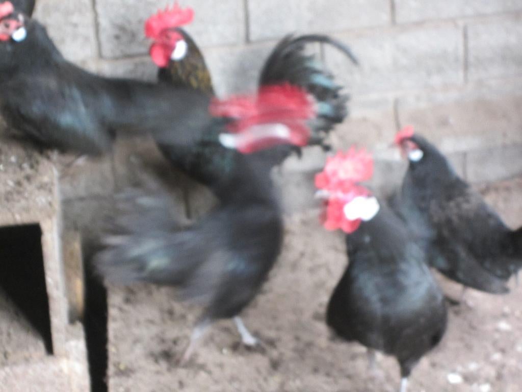 Mooie friese hoenders krielen, Dieren en Toebehoren, Pluimvee, Meerdere dieren, Kip