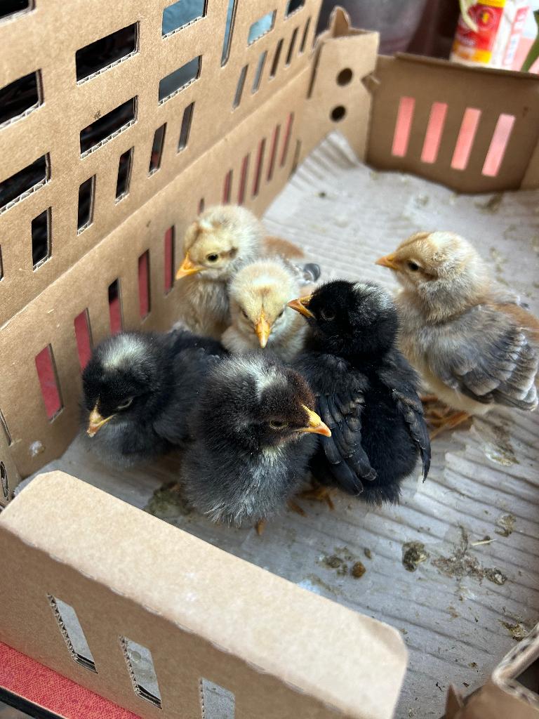 Paaskuikens, Dieren en Toebehoren, Meerdere dieren, Kip