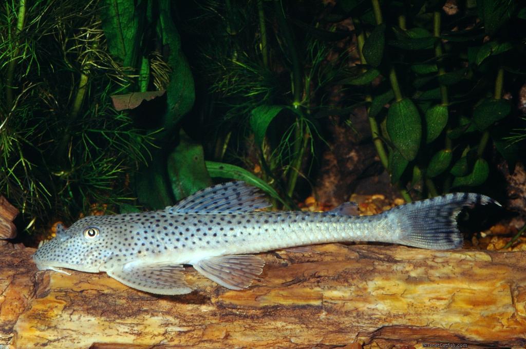 L 123, the cute pleco, Dieren en Toebehoren, Vissen | Aquariumvissen, Vis, Zoetwatervis