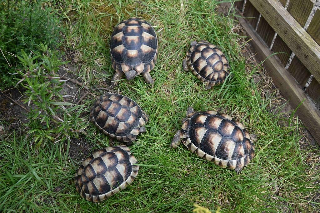 landschildpad marginata, Dieren en Toebehoren, Schildpad