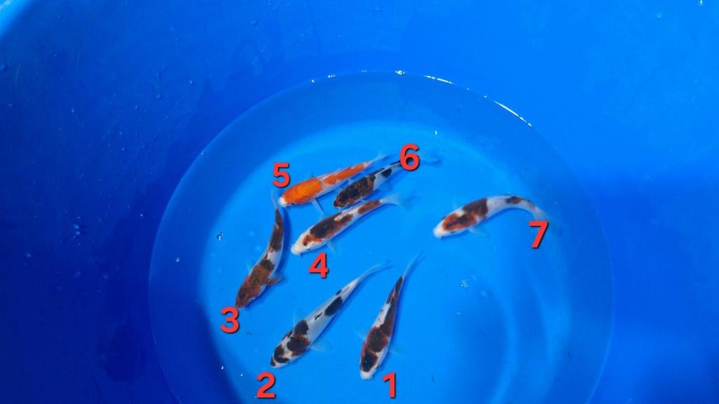 Goromo, goshiki van de kweker Otsuka, Dieren en Toebehoren, Vissen | Vijvervissen, Karper of Koi