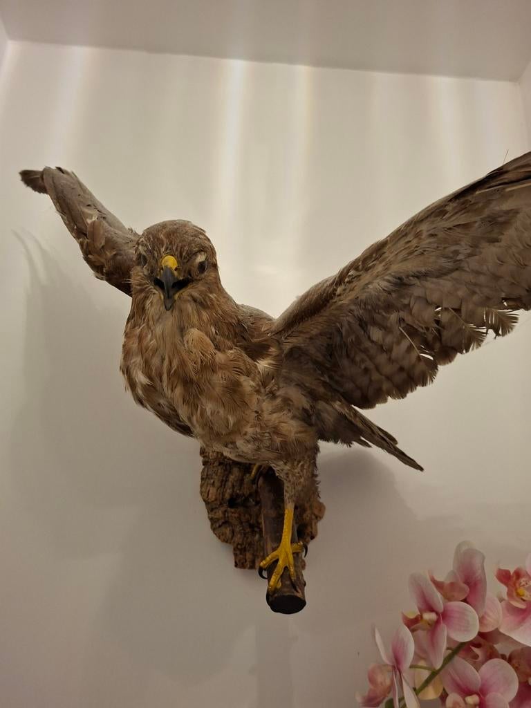 Opgezette roofvogel waarschijnlijk een buizert, Dieren en Toebehoren, Roofvogel