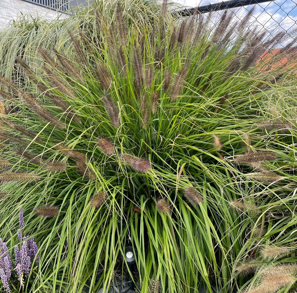 Pennisetum soorten in p9 potje, Tuin en Terras, Ophalen of Verzenden, Siergrassen