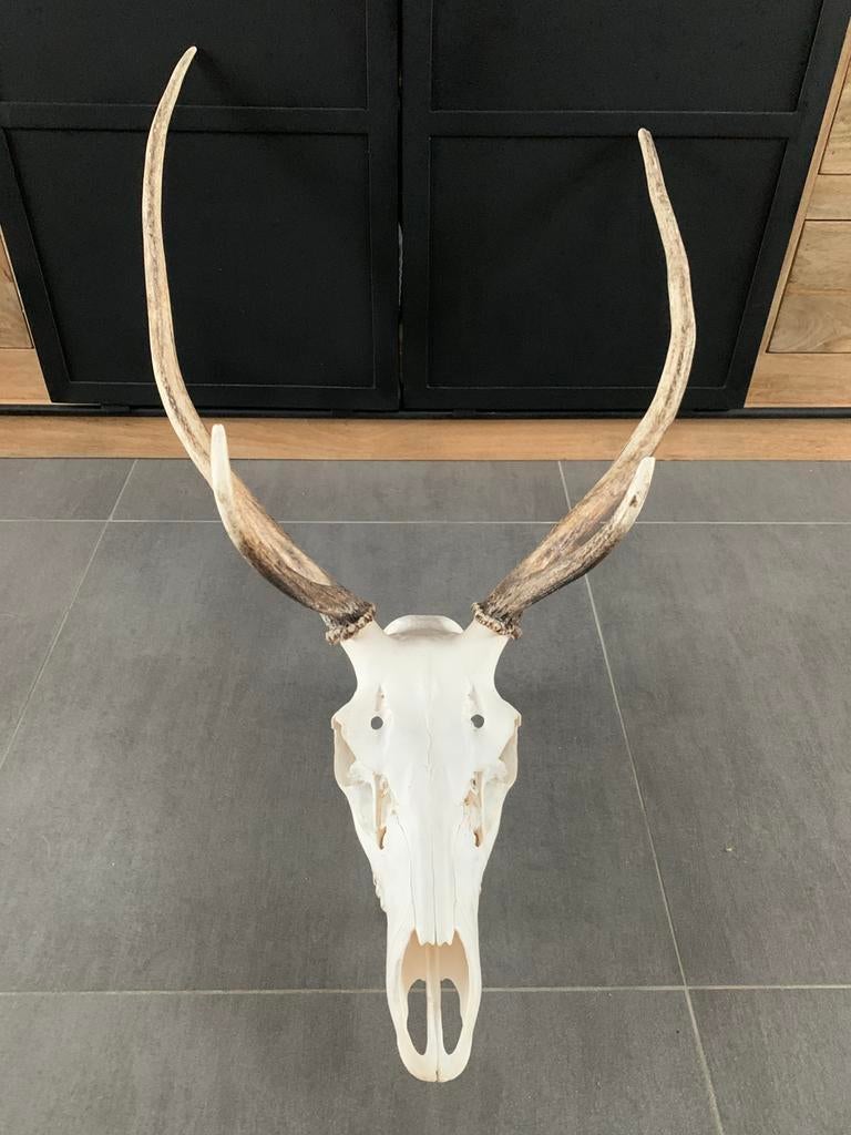 Crane de cerf, Collections, Collections Animaux, Enlèvement, Comme neuf, Cerf, Crâne