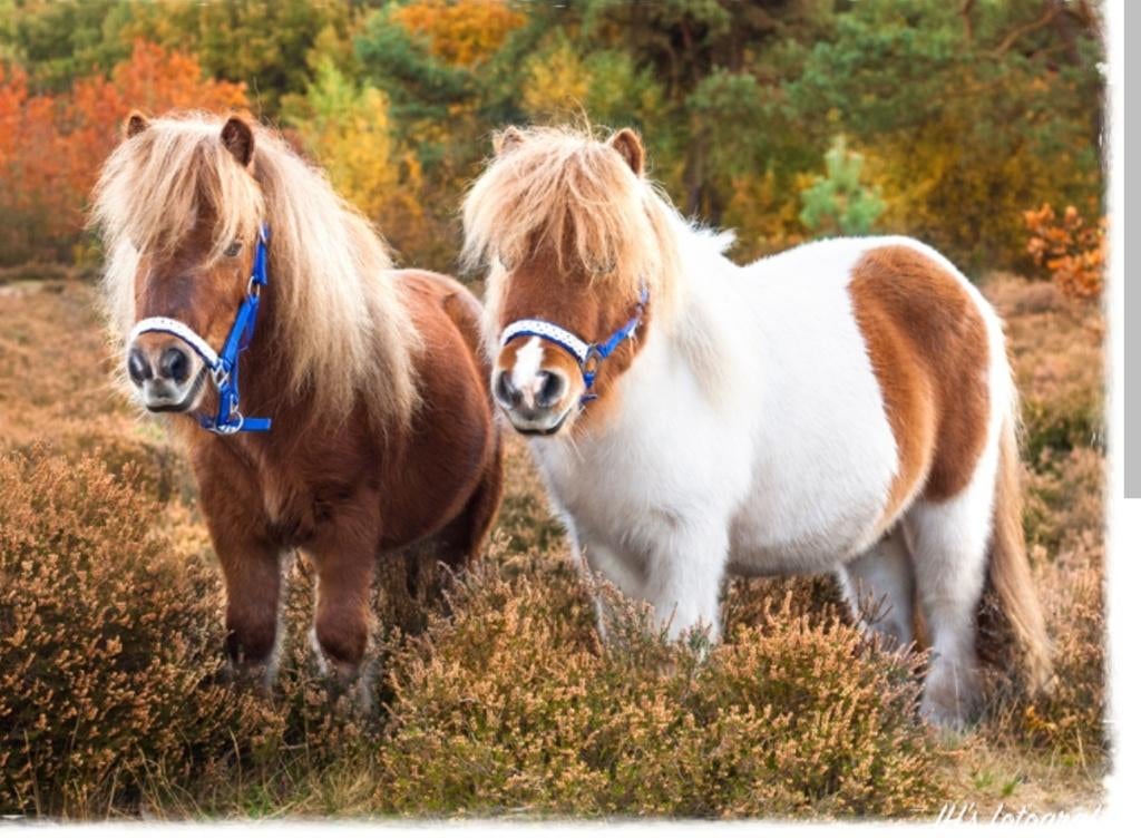 Bereden shetlanders gevraagd, Ophalen
