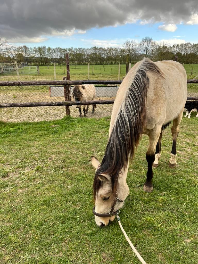 Verzorgpaard aangeboden, Dieren en Toebehoren, Paarden, Ruin, Onbeleerd, 160 tot 165 cm, 0 tot 2 jaar