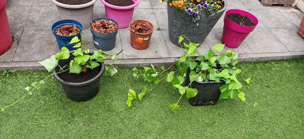 Ik zoek een moestuin om groenten te verbouwen., Jardin & Terrasse, Enlèvement