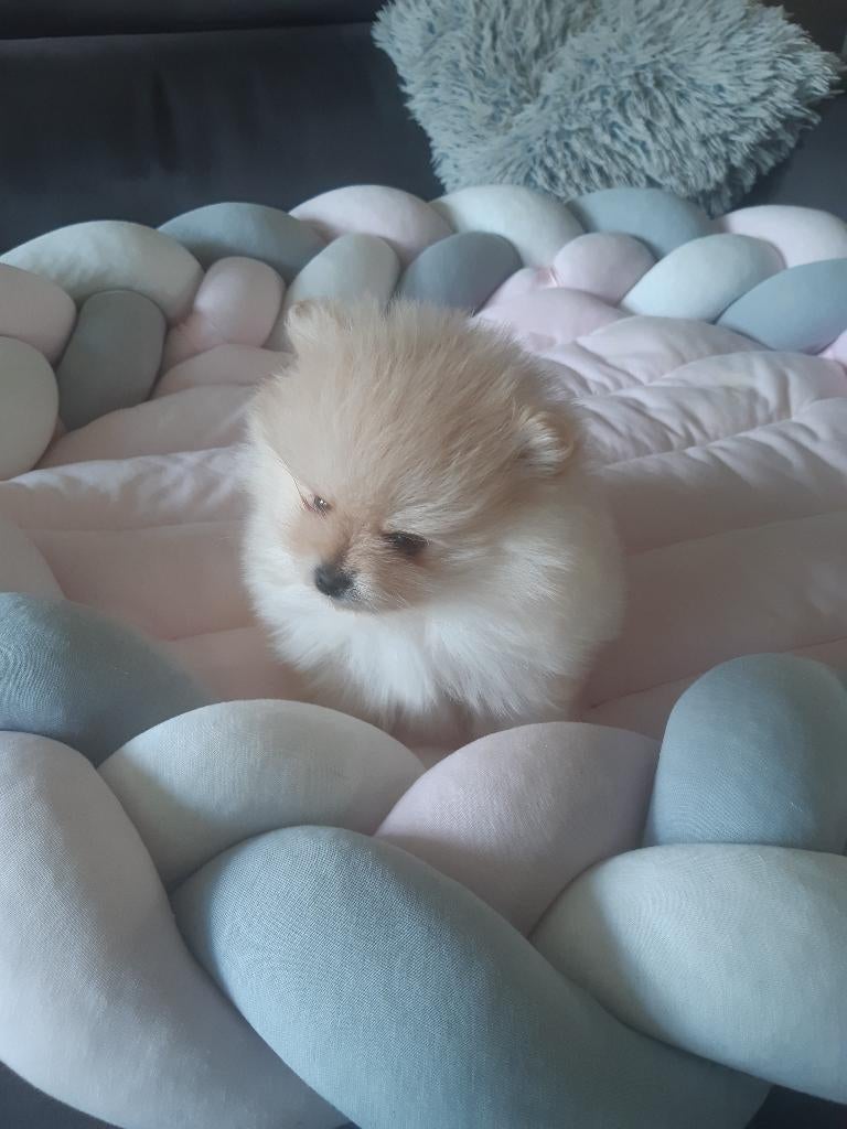 mooie pomeriaantjes, Dieren en Toebehoren, Honden | Chihuahua's en Gezelschapshonden, Chihuahua, Fokker | Hobbymatig, Meerdere